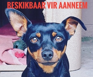 Dogs and puppies up for adoption