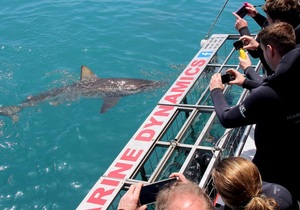 Daily Blog 04 February 2020 | Shark Cage Diving in South Africa
