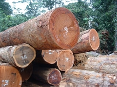 5 Fun Facts About Trees