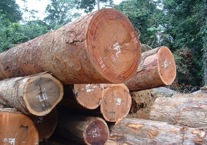 5 Fun Facts About Trees