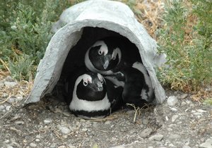 Penguins in a nest