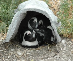 Penguins in a nest