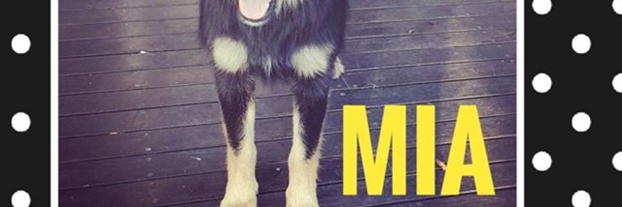 85040572_2469763986467090_1087748386662121472_o_1581314516