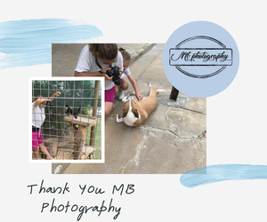 Stunning New Photos of our Animals - MB Photography