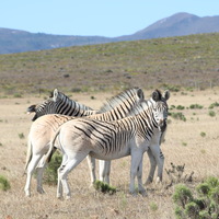 Bredasdorp - Nuwejaars Wetlands Special Management Area - Zebras