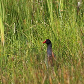 Bredasdorp - Nuwejaars Special Management Area - Birds