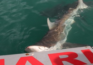 Daily Blog 10 February 2020 | Shark Diving Gansbaai