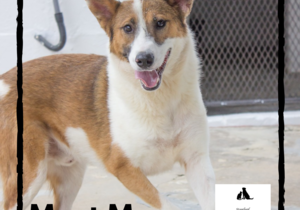 Max - Male Collie Mixed Breed Up For Adoption