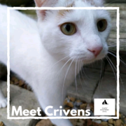 Crivens - Ginger Male Cat Up For Adoption