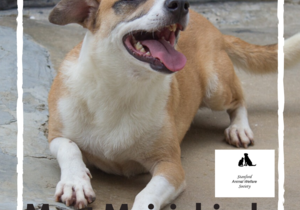 Meisiekind - Female Mixed Breed Dog