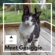 Gesiggie - Black & White Male Kitten Up For Adoption