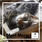 Mera -Â Tabby Female Cat Up For Adoption