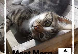 Mera -Â Tabby Female Cat Up For Adoption
