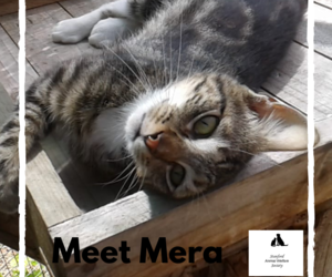 Mera -Â Tabby Female Cat Up For Adoption