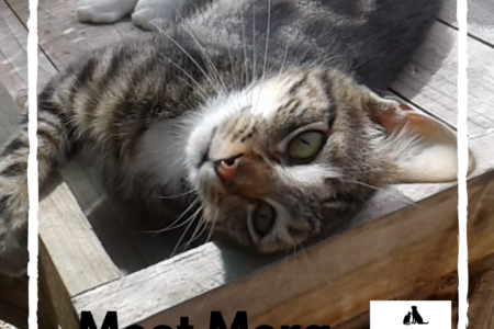 Meet_Mera_1581919121