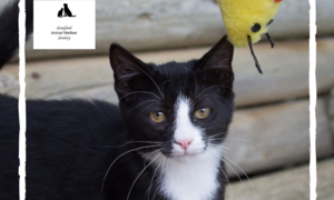 Cliffie -Â Black & White Female Kitten Up For Adoption