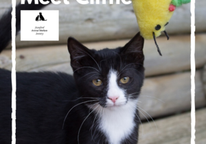 Cliffie -Â Black & White Female Kitten Up For Adoption