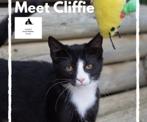 Cliffie -Â Black & White Female Kitten Up For Adoption
