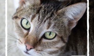 Bandit -Â Tabby Female Cat Up For Adoption