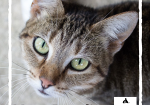 Bandit -Â Tabby Female Cat Up For Adoption