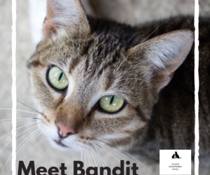 Bandit -Â Tabby Female Cat Up For Adoption