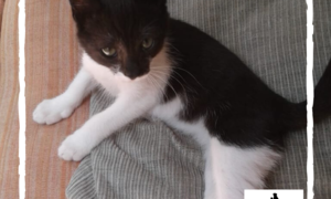 Monkey -Â Black & White Male Kitten Up For Adoption