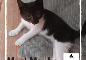 Monkey -Â Black & White Male Kitten Up For Adoption