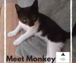 Monkey -Â Black & White Male Kitten Up For Adoption