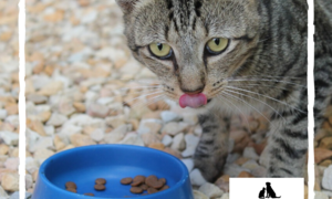 Ash -Â Male Tabby Cat Up For Adoption