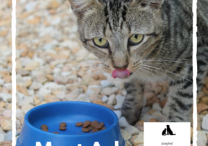 Ash -Â Male Tabby Cat Up For Adoption