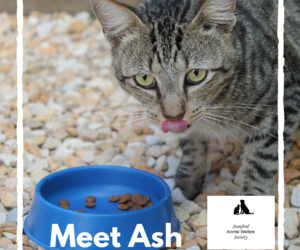 Ash -Â Male Tabby Cat Up For Adoption