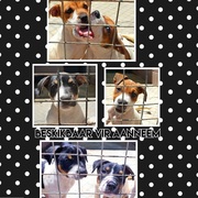 Puppies Up For Adoption