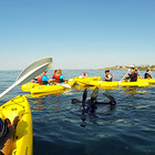 Sea Kayaking - Walker Bay Adventures - Hermanus
