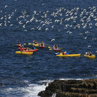 Sea Kayaking - Walker Bay Adventures - Hermanus