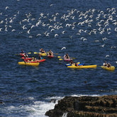 Sea Kayaking - Walker Bay Adventures - Hermanus
