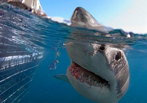 Close up photo of great white shark