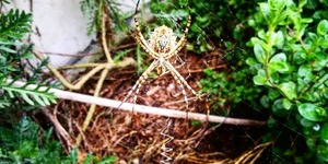 84706246_1062177764140324_7821427645526048768_n_1582187242