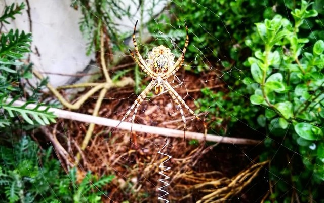 84706246_1062177764140324_7821427645526048768_n_1582187242