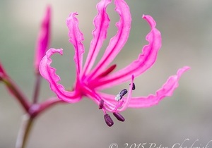 De Hoop forms part of the Cape Floral Kingdom