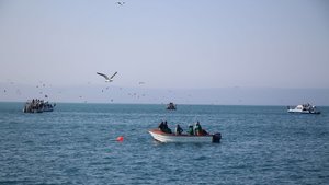 Save Shark Eco-Tourism in Gansbaai, South Africa