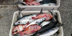 88236360_3142600742440067_5158837630435065856_n_1583492867