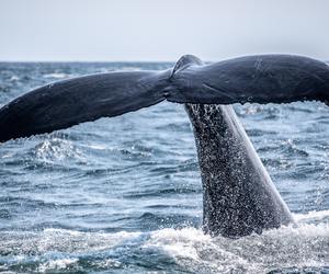 Winter Adventures in Gansbaai