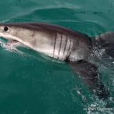 Great White Shark - Shark Encounters - Gansbaai