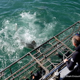 Shark up close and personal - Shark Encounters - Gansbaai
