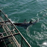 Shark Cage Diving (up-close) - Shark Encounters - Gansbaai