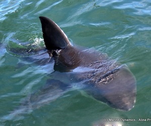 Daily Blog 19 March 2020 | Shark Cage Diving in South Africa