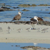 Birds - Pearly Beach Ratepayers - Gansbaai