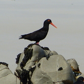 Bird - Pearly Beach Ratepayers - Gansbaai