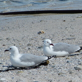 Birds - Pearly Beach Ratepayers - Gansbaai