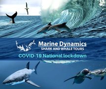 Call for Future Bookings or Marketing Enquiries